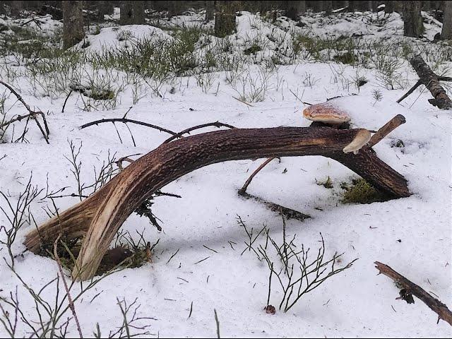 Zrzuty jelenia, piekna para w sniegu od starego byka / Nice pair of old red stag antlers in the snow