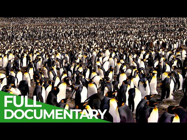 South Georgia - Penguin Paradise of the South Atlantic | Free Documentary Nature