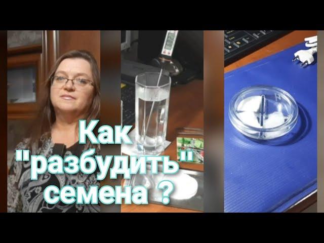 Острый перец. 5 способов подготовки семян к посеву. Проверим?( часть 1)