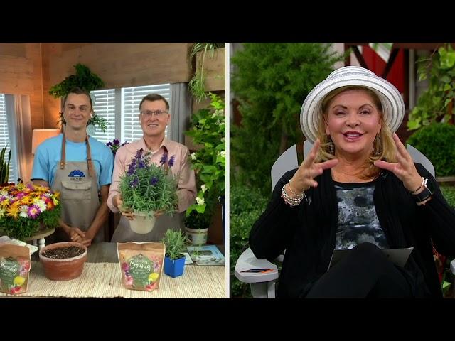 Roberta's 3-Piece Big Time Blue Lavender Live Plants on QVC