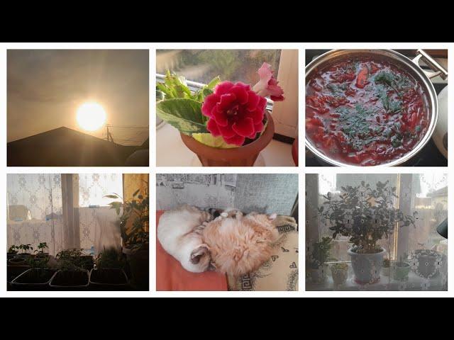 Уже🫠дома, готовлю Вкусныйборщ/Сегодня каклетом+ 20/Рассадарастёт/Котики милашки. #vlog #дом