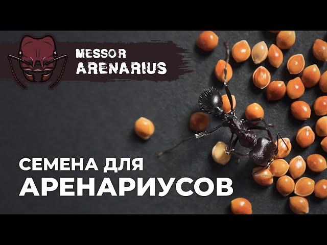 КОЛОНИЯ ГИГАНТСКИХ МУРАВЬЕВ-ЖНЕЦОВ ВЫРОСЛА | Giant harvester ant | Messor arenarius