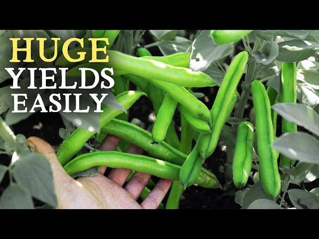 How to Grow Fava Beans (Broad Beans & Field Beans)