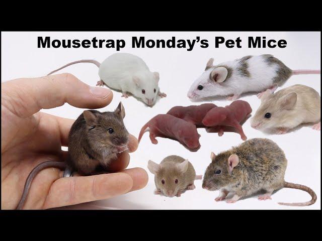 Meet Mousetrap Monday's Pet Mice & Rats.