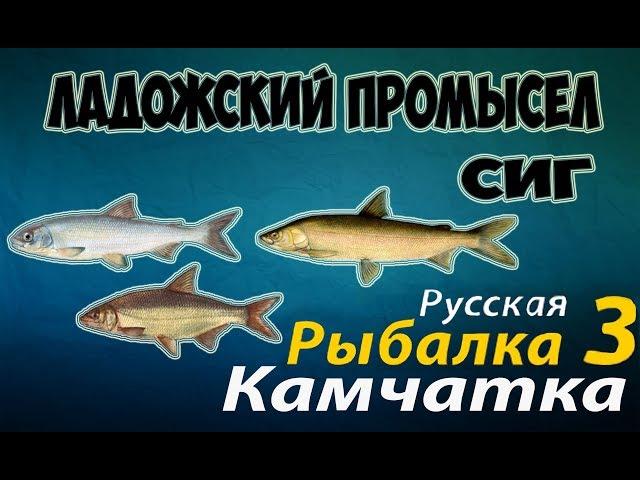 Русская Рыбалка 3.99 —Ладожский промысел (Сиг)