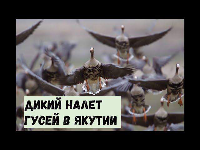 Дикий налет гусей в якутии