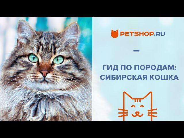 Гид по породам - СИБИРСКАЯ КОШКА