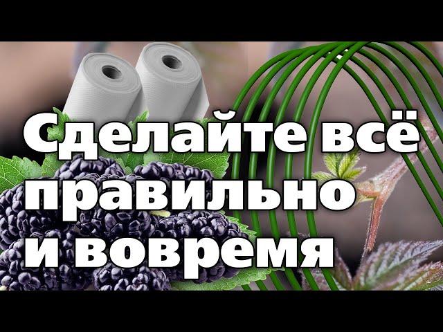 ПОДГОТОВКА ЕЖЕВИКИ К ЗИМЕ. Материалы и сроки для укрытия