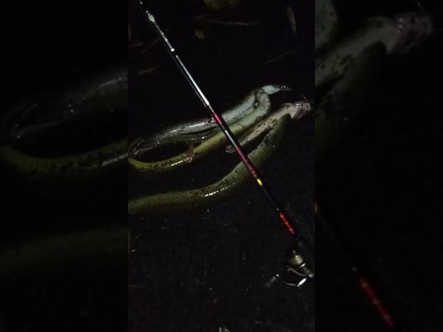 Mancing Ikan Sidat/Julit Malam hari | Hasil Memuaskan | #shorts @jungwischannel