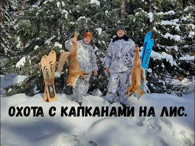 Охота капканами на лис. Испытание капкана Тайга-3 М