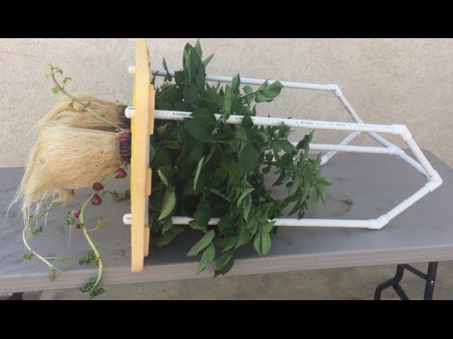 Check out the amazing growth pattern of this hydroponic potato!