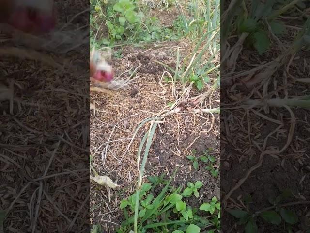 Red onions harvesting in bobojong,okt17 #farming #agriculture  #satisfying