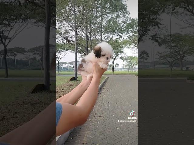 Super mini shih Tzu betina ras asli.. imut banget muka nya cakep bersih..Size super kecil