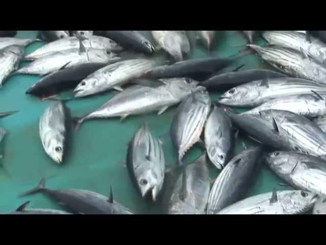 Лов тунца на Мальдивах. How to catch tuna