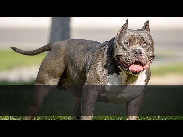  Badass Dog Names   TOP 10 Badass Dog Name Ideas For Male And Female!