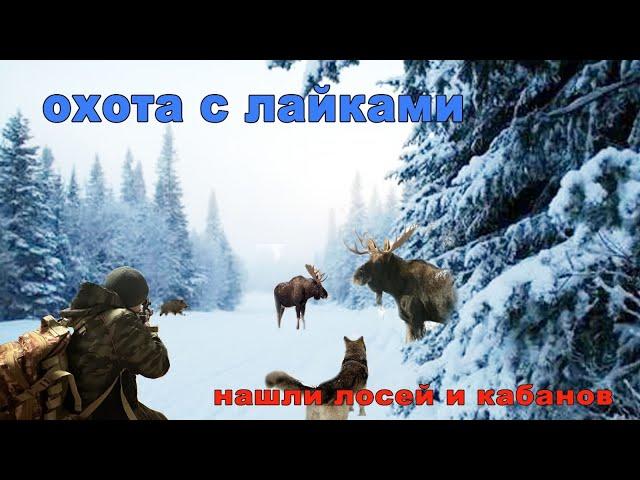 Успешная охота с лайками,  поставили лосей и кабанов