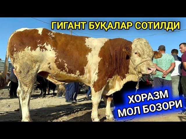 ХОРАЗМ МОЛ БОЗОРИ КАТТА БУҚАЛАР НАРХЛАРИ УРГАНЧ ГОЙБУ 18 августа 2024 г.