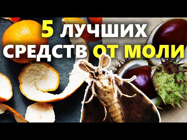 5 простых способов вывести моль | Как избавиться от моли в доме, в квартире и в шкафу