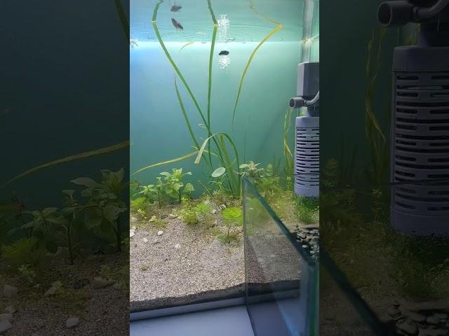 Aquarium Fish Dinajpur
