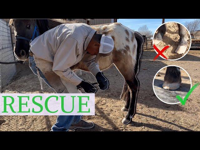 Neglected Pony’s Reaction to His First Hoof Trim Will Melt Your Heart! ️