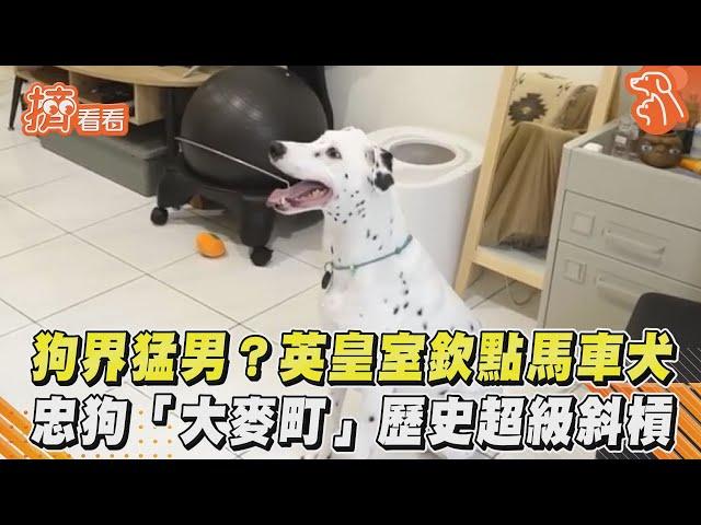 狗界猛男？英皇室欽點馬車犬　忠狗「大麥町」歷史超級斜槓｜TVBS新聞｜擠看看