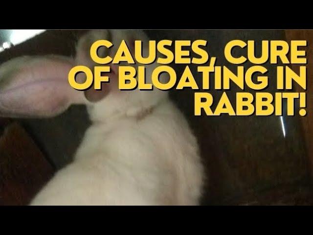 Bloating in RABBIT: Causes and Treatment of Bloat (RABBIT medication series)