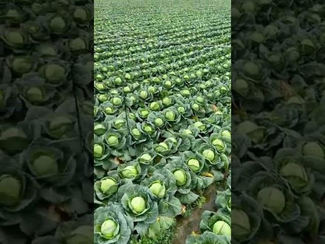 Beautiful Cabbage Farm Vegetables Satisfying video #satisfying #short #agriculture