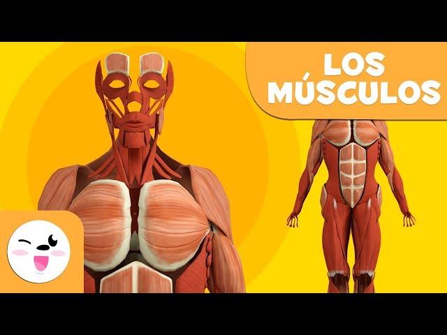 Los MÚSCULOS para niños | El sistema muscular | El cuerpo humano para niños