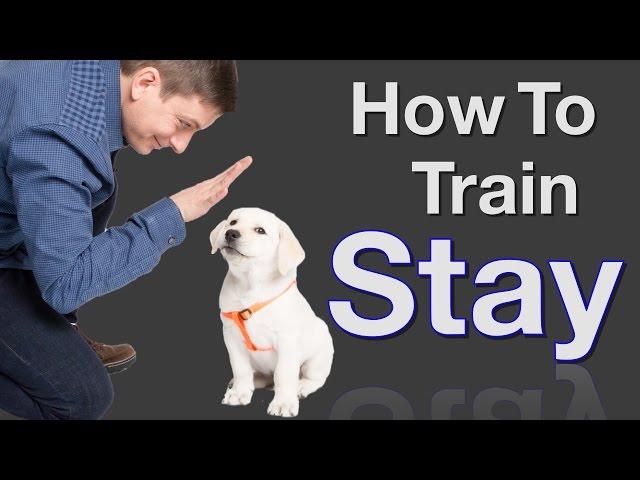 How to Teach your Dog to Stay in 3 Steps Force Free!