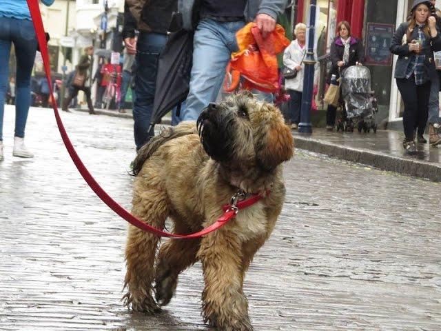 Fred - Tibetan Terrier - 4 Week Residential Dog Training at Adolescent Dogs