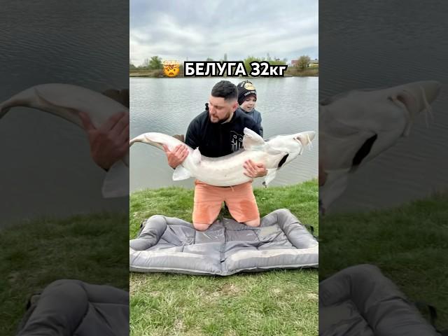 клюнула рыба на 32кг #рыбалка #рыба #белуга #карп #fishing #flatfeeder #сазан #белыйамур #карась