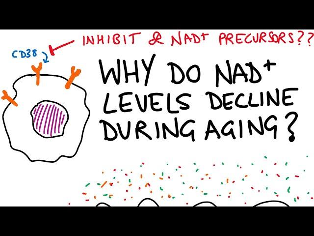 Why do NAD+ levels decline in aging?