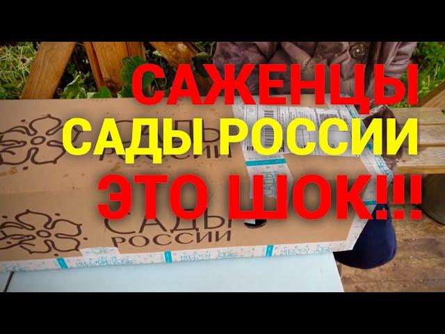 Саженцы Сады России Обзор Посылки. Обзор Саженцев.