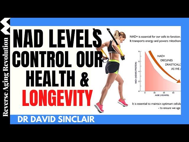 NAD LEVELS Control Our Health & Longevity - 3 WAYS to Boost It | Dr David Sinclair Interview Clips