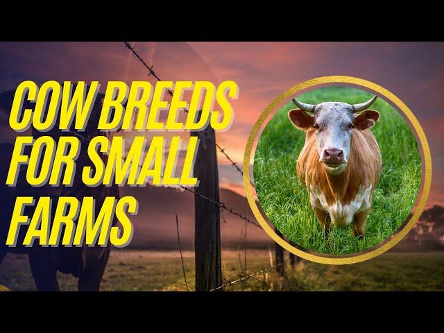 Homestead Cattle Raising: Top Cow Breeds for Small Farms