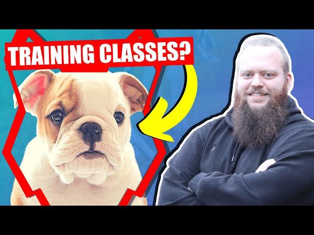 SHOULD MY ENGLISH BULLDOG GO TO PUPPY TRAINING CLASSES