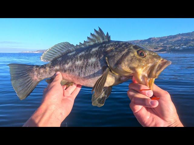 Good Calico Bite In Palos Verdes!