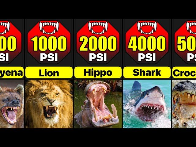 Most Powerful Bites In Animal Kingdom | Comparison