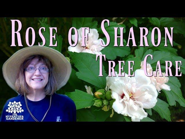 Rose of Sharon - I Have A Living Fence!
