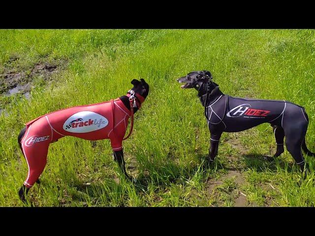 Hidez Greyhound Compression Suit