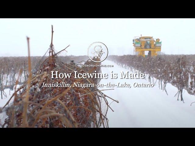 Icewine Harvest: Finding the Sweetspot