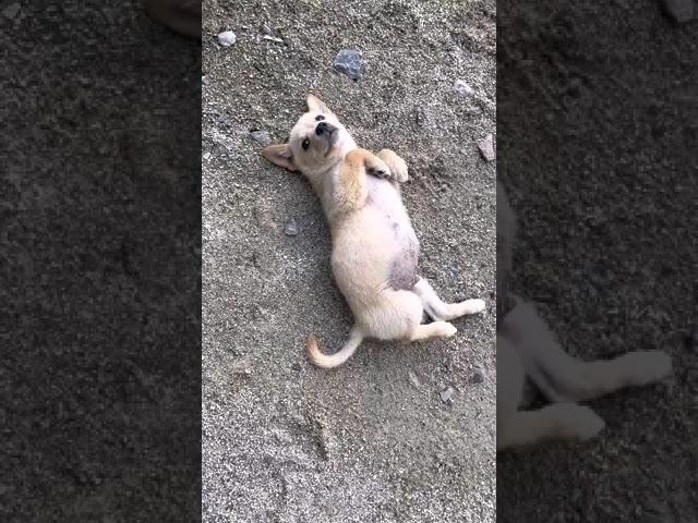 My puppy