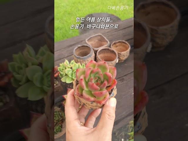 힘든 여름 상처들...(다육손옹기화분)️ #succulent