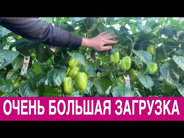ТОП ИДЕЯ ПО ВЫРАЩИВАНИЮ ПЕРЦА В ТЕПЛИЦЕ