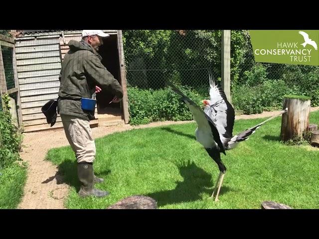 Angola the Secretary Bird