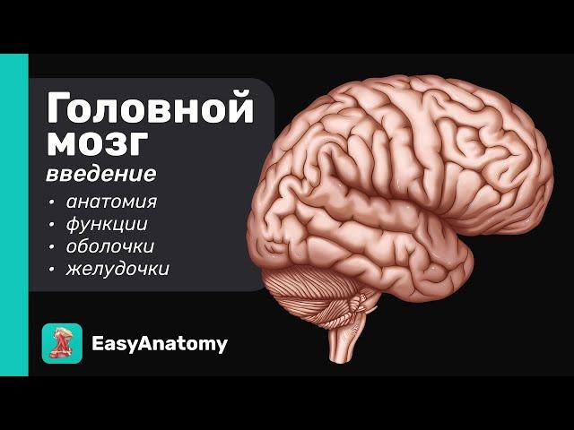 Головной мозг: Строение и Функции. Краткий обзор | Easy Anatomy