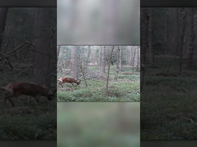 Олень Нарвался на Одинокого Сумасшедшего Волка