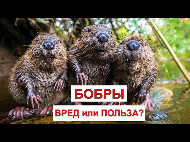 БОБР (Beaver). Энциклопедия дикой природы