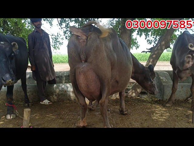 High Milking Nili Buffalo's for sale in punjab pakistan on youtube13 July 2024