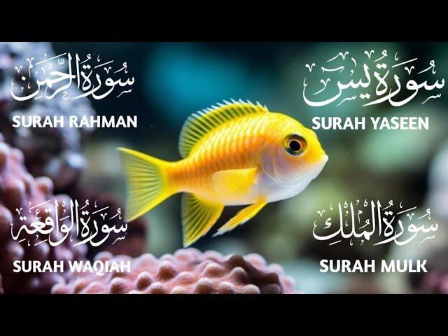 Surah Yaseen ️ Surah Rahman ️ Surah Mulk ️ Surah Waqiah Beautiful Voice ️ Heart Soothing